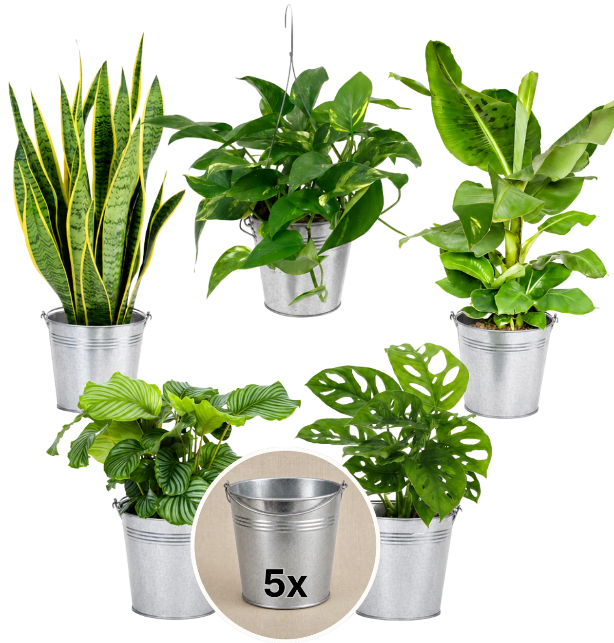 “Exotica” Pflanzenset + 5x Zinktopf | 5er-Set | ca. 25-50 cm | Ø 12-15 cm Topf