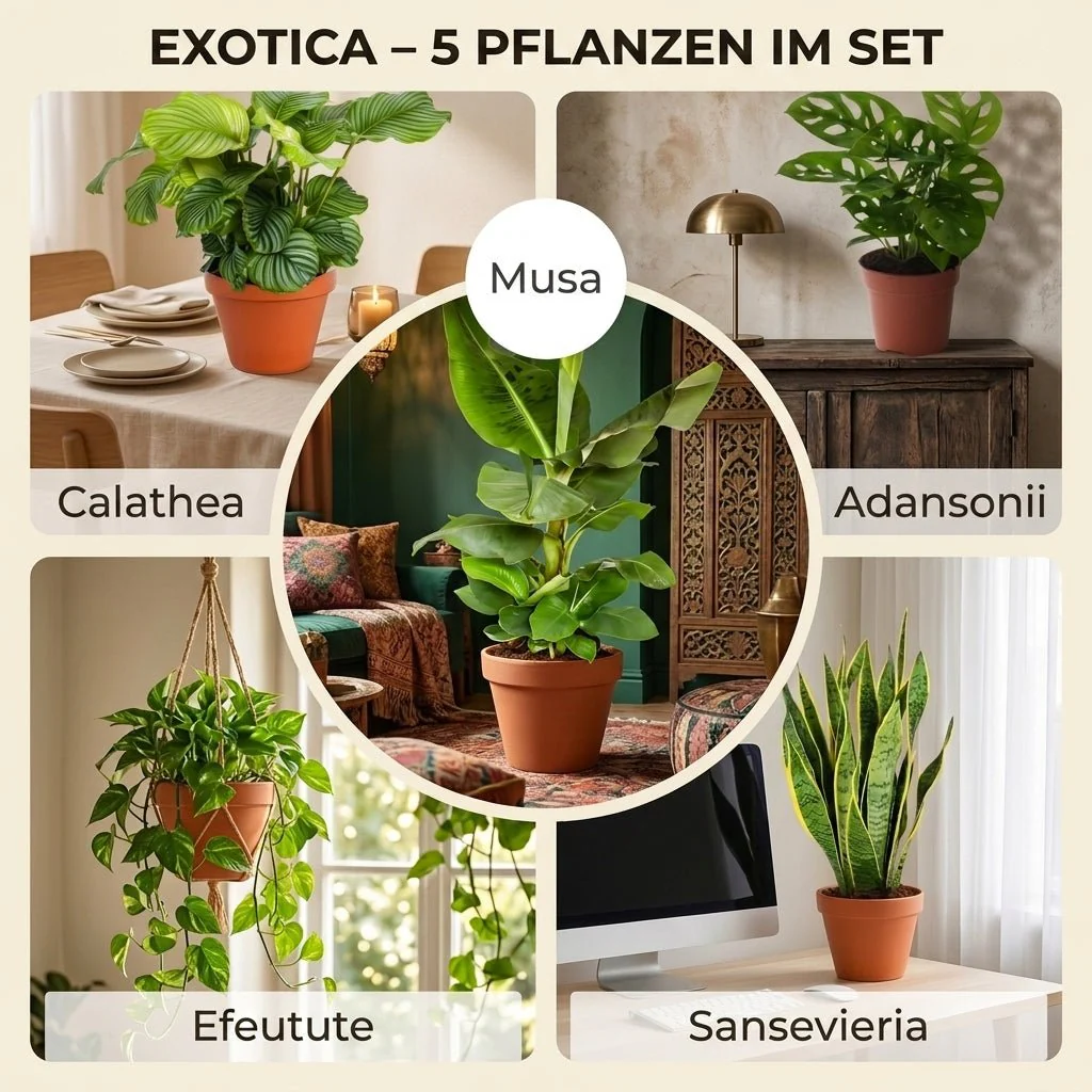 “Exotica” Pflanzenset + 5x Zinktopf | 5er-Set | ca. 25-50 cm | Ø 12-15 cm Topf - Image 3