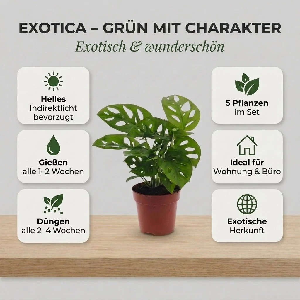 “Exotica” Pflanzenset + 5x Zinktopf | 5er-Set | ca. 25-50 cm | Ø 12-15 cm Topf - Image 4