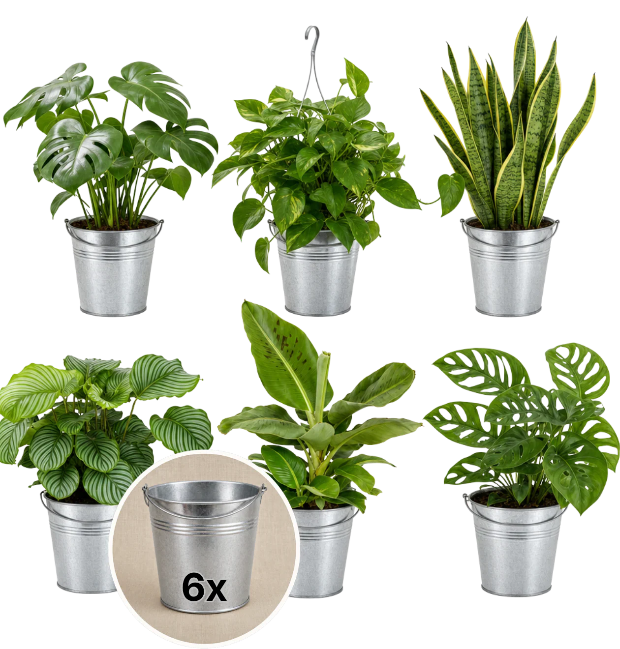 “Exotica” Pflanzenset + 6x Zinktopf | 6er-Set | ca. 25-50 cm | Ø 12-15 cm Topf