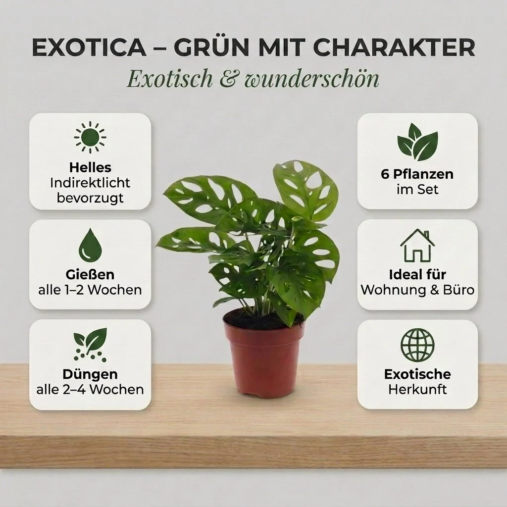 “Exotica” Pflanzenset + 6x Zinktopf | 6er-Set | ca. 25-50 cm | Ø 12-15 cm Topf - Image 4