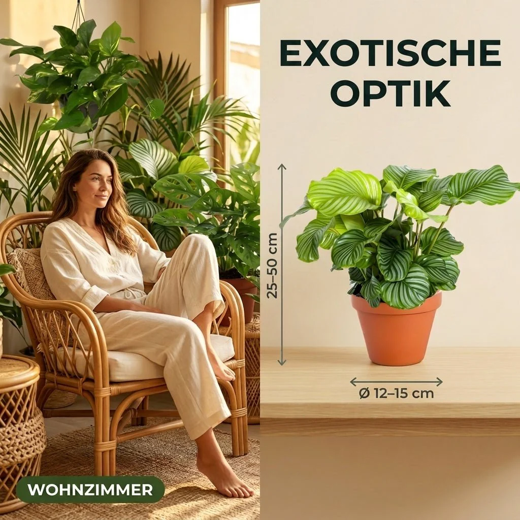 “Exotica” Pflanzenset + 6x Zinktopf | 6er-Set | ca. 25-50 cm | Ø 12-15 cm Topf - Image 6