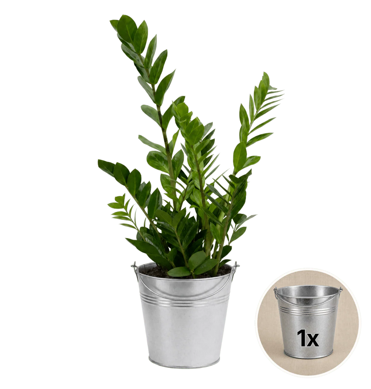 Glücksfeder + 1x Zinktopf | Zamioculcas zamiifolia | ca. 40-50 cm | Ø 12-15 cm Topf