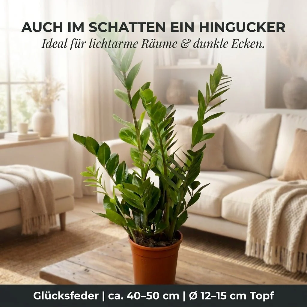Glücksfeder + 1x Zinktopf | Zamioculcas zamiifolia | ca. 40-50 cm | Ø 12-15 cm Topf - Image 3