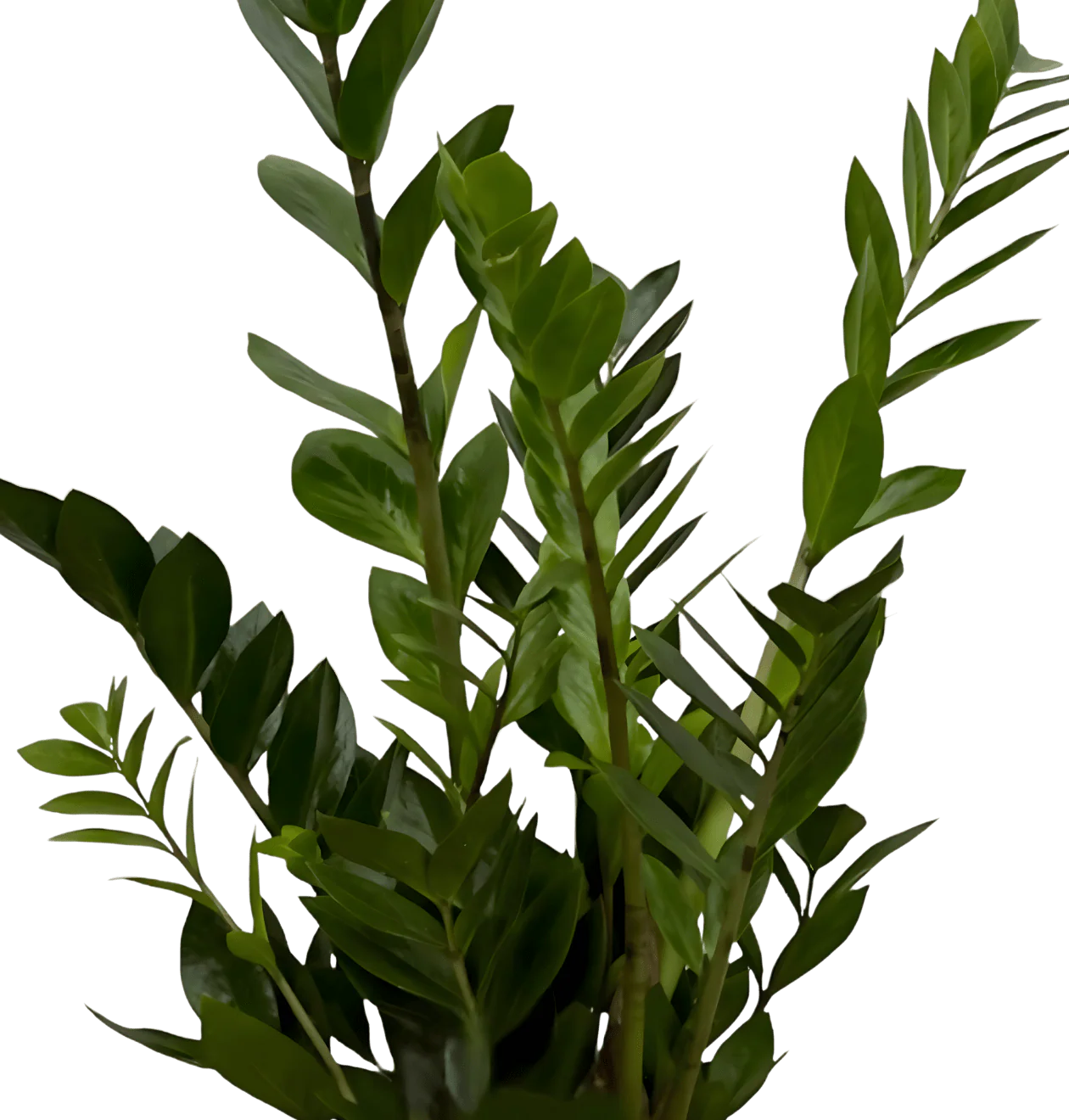 Glücksfeder | 2er-Set | Zamioculcas zamiifolia | ca. 40-50 cm | Ø 12-15 cm Topf - Image 3