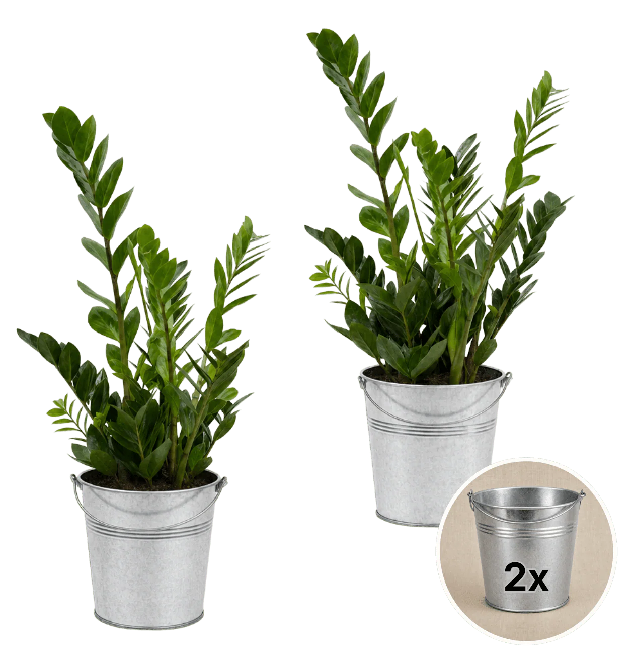 Glücksfeder + 2x Zinktopf | 2er-Set | Zamioculcas zamiifolia | ca. 40-50 cm | Ø 12-15 cm Topf