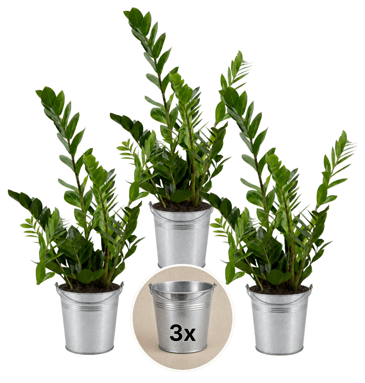Glücksfeder + 3x Zinktopf | 3er-Set | Zamioculcas zamiifolia | ca. 40-50 cm | Ø 12-15 cm Topf