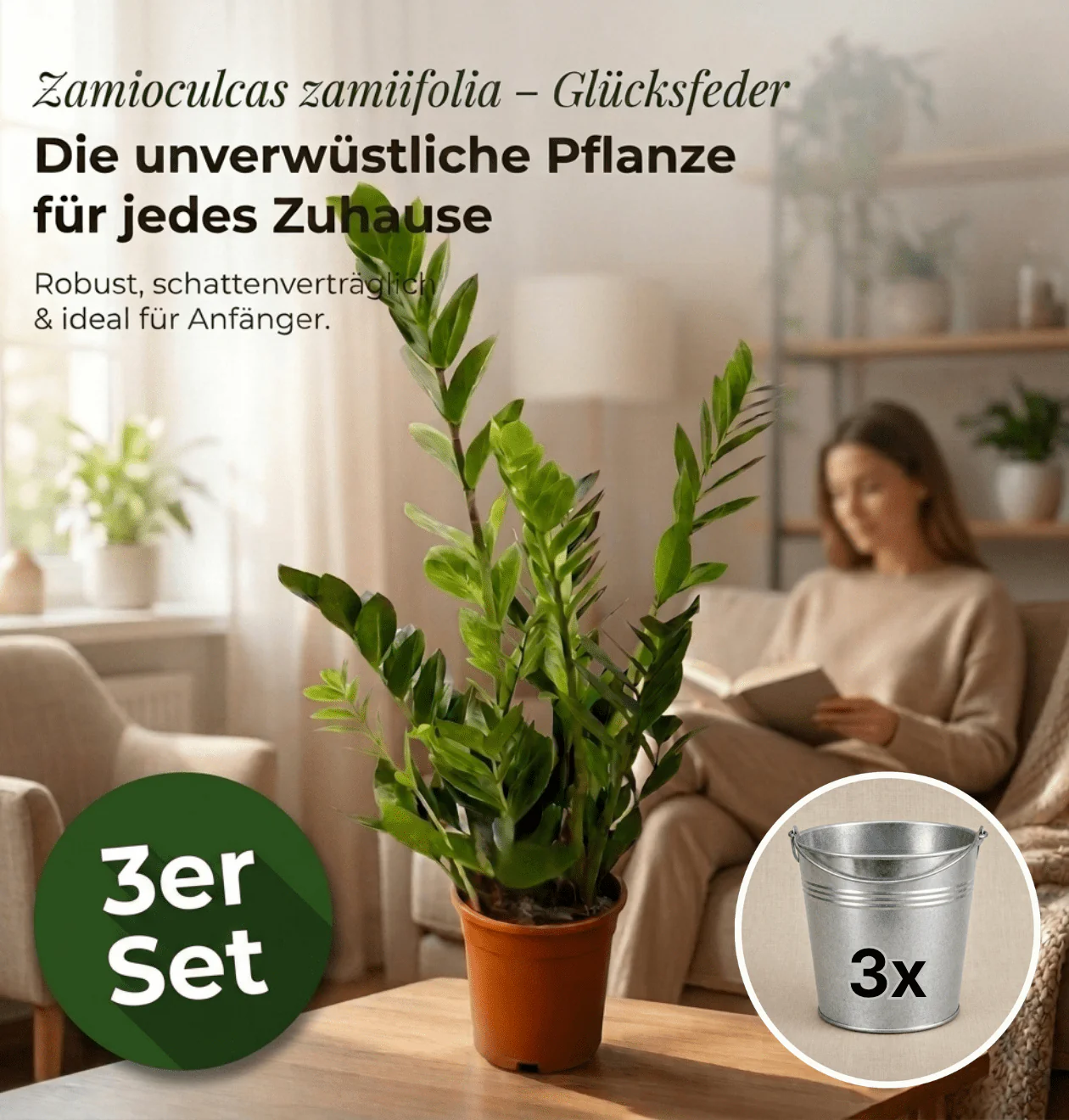Glücksfeder + 3x Zinktopf | 3er-Set | Zamioculcas zamiifolia | ca. 40-50 cm | Ø 12-15 cm Topf - Image 2