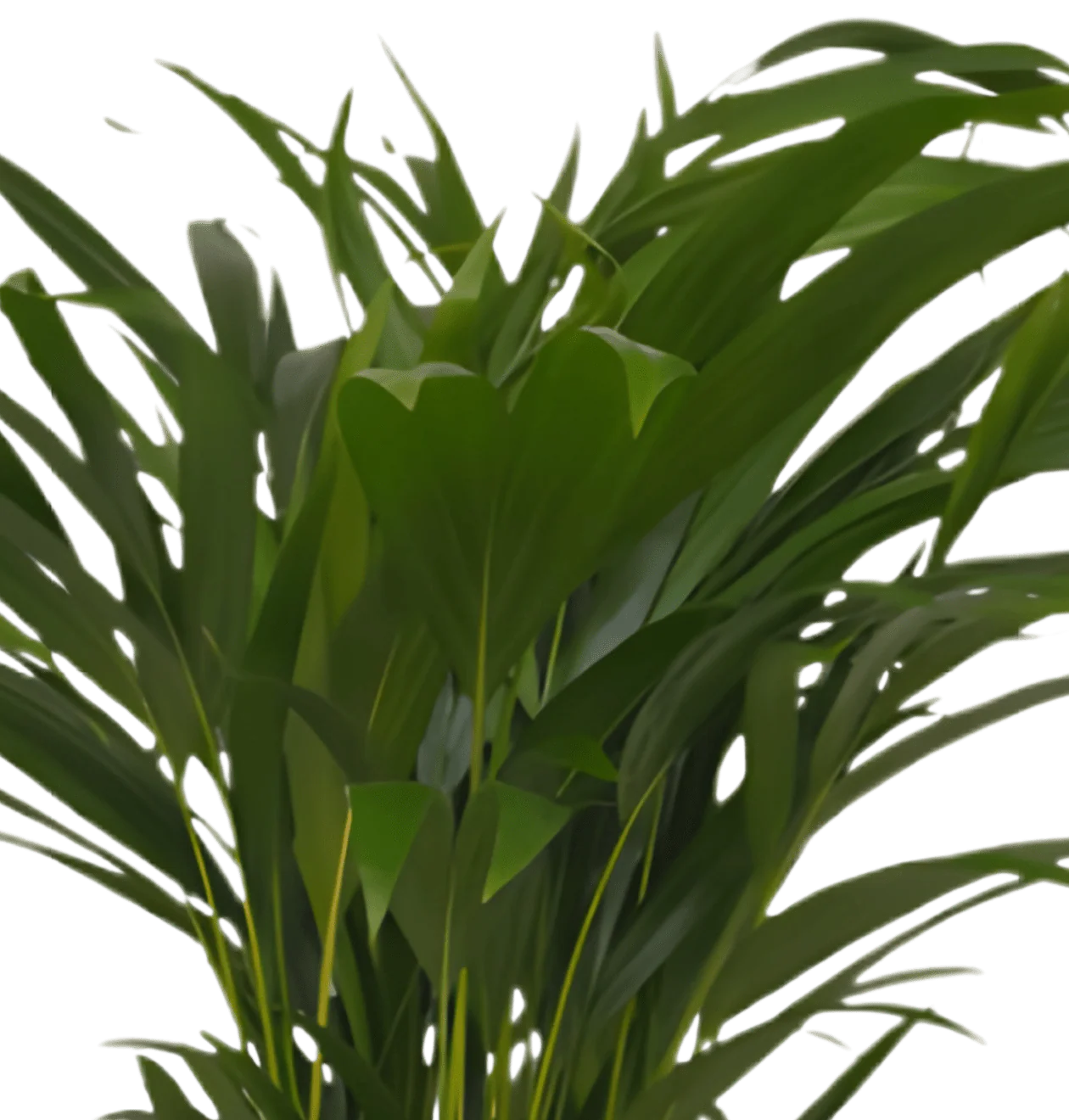 Goldfruchtpalme | 3er-Set | Dypsis lutescens | ca. 40-50 cm | Ø 12-15 cm Topf - Image 3