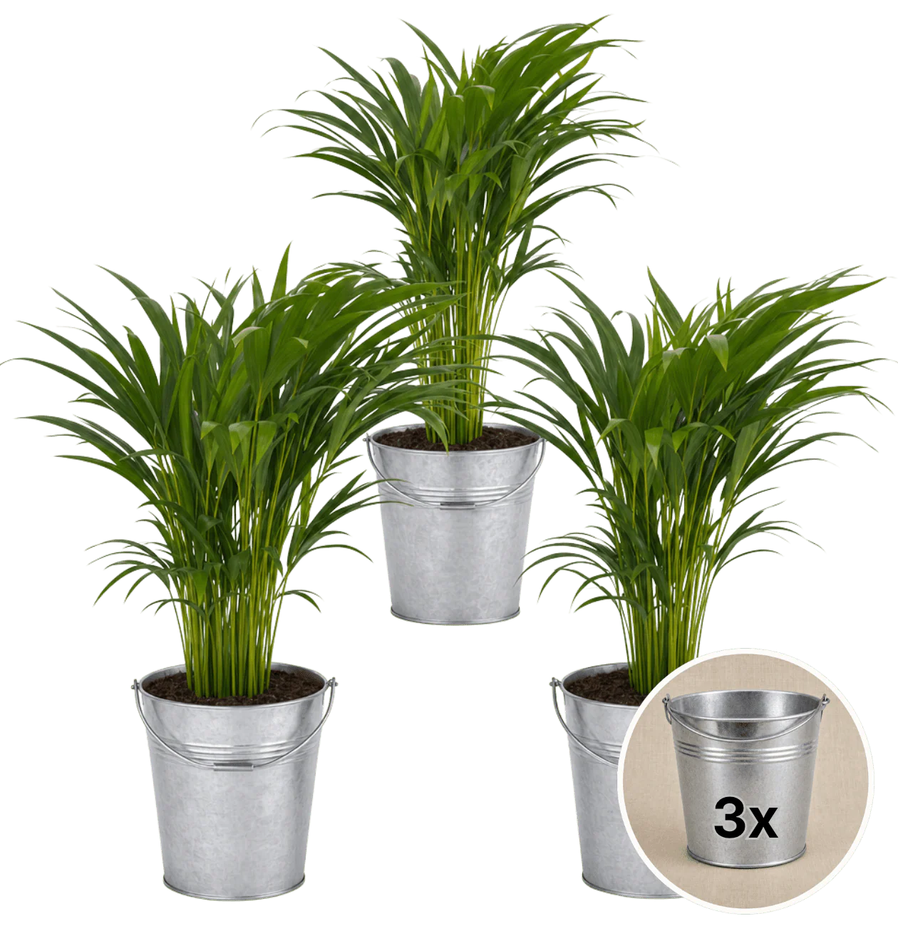Goldfruchtpalme + 3x Zinktopf | 3er-Set | Dypsis lutescens | ca. 40-50 cm | Ø 12-15 cm Topf