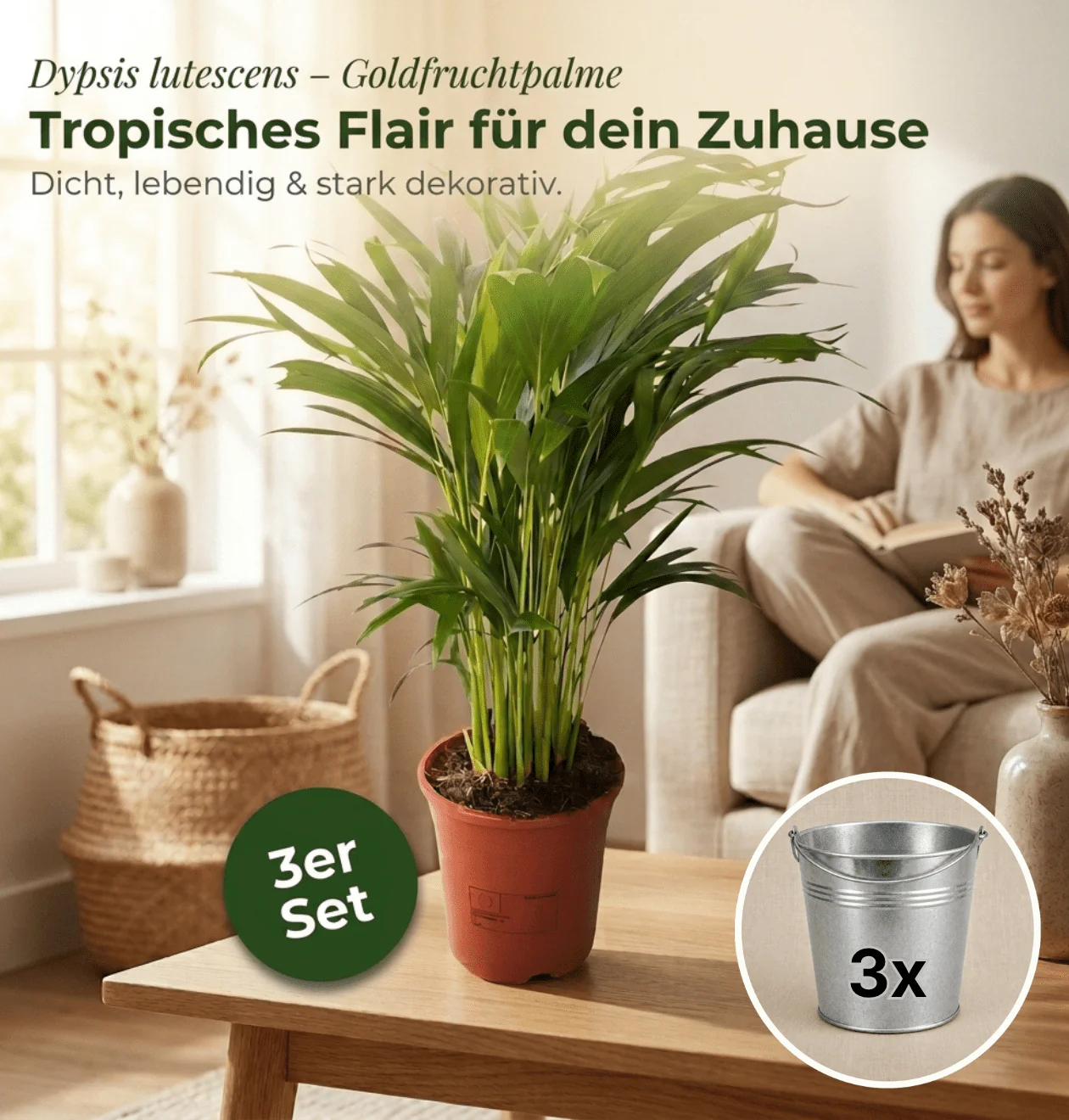 Goldfruchtpalme + 3x Zinktopf | 3er-Set | Dypsis lutescens | ca. 40-50 cm | Ø 12-15 cm Topf - Image 2