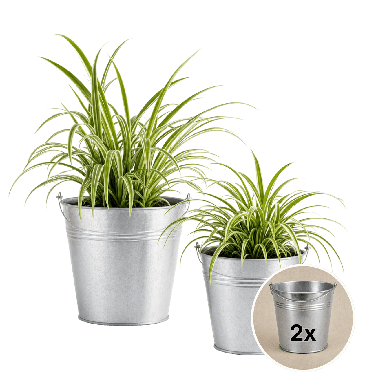 Grünlilie + 2x Zinktopf | 2er-Set | Chlorophytum | ca. 40-50 cm | Ø 12-15 cm Topf
