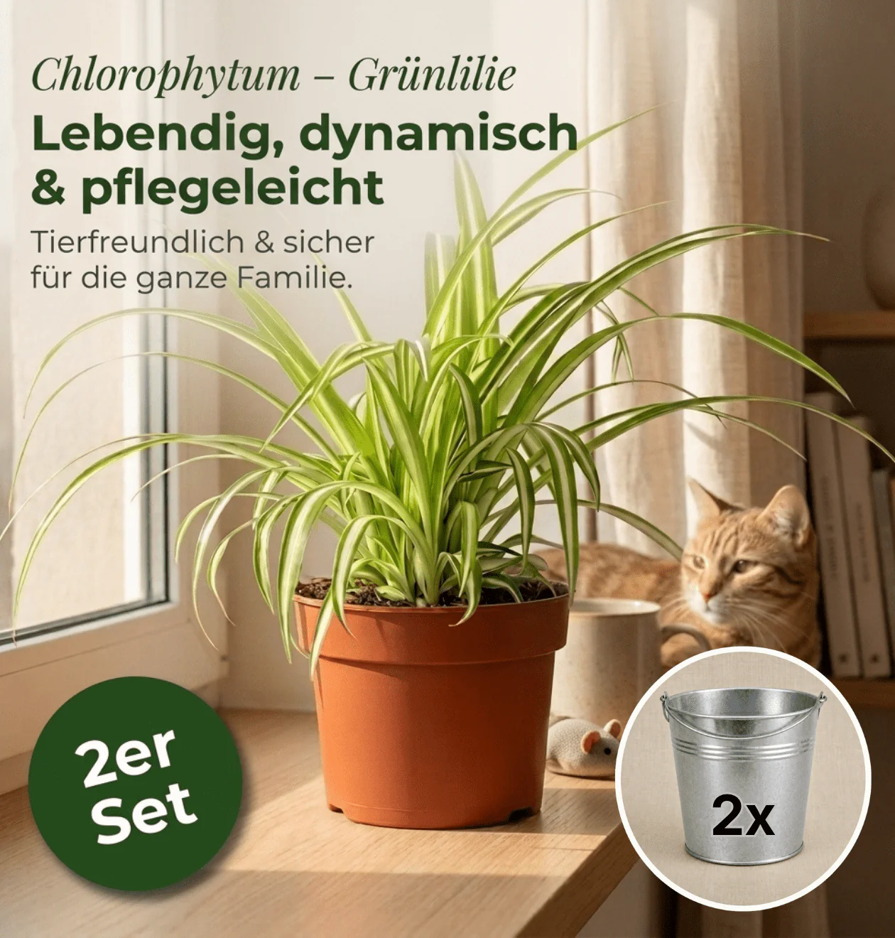 Grünlilie + 2x Zinktopf | 2er-Set | Chlorophytum | ca. 40-50 cm | Ø 12-15 cm Topf - Image 2