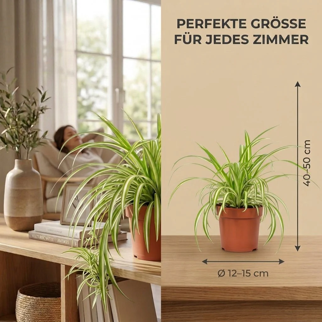 Grünlilie + 3x Zinktopf | 3er-Set | Chlorophytum | ca. 40-50 cm | Ø 12-15 cm Topf - Image 6