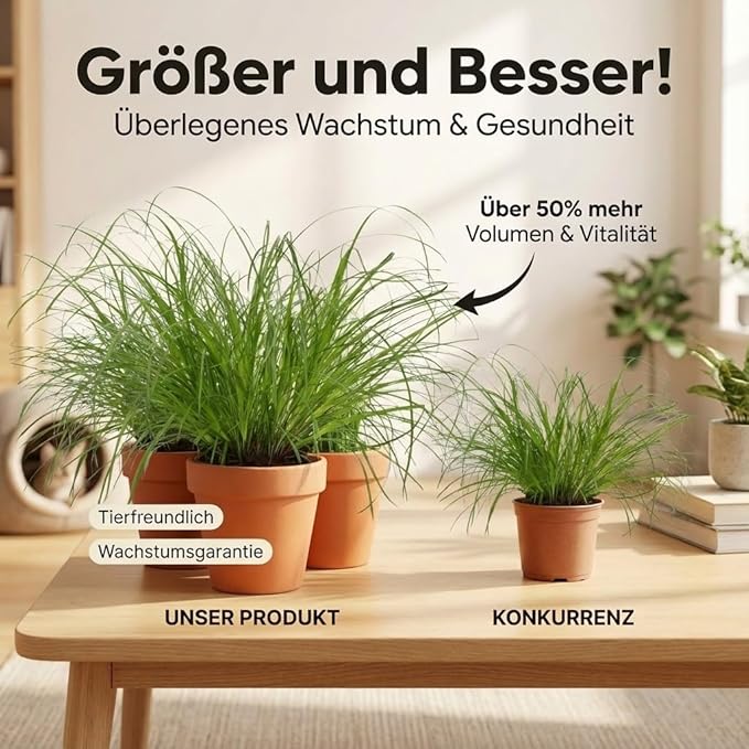 Katzengras + 3x Zinktopf | 3er-Set | Cyperus zumula | ca. 20-30 cm | Ø 12-15 cm Topf - Image 5
