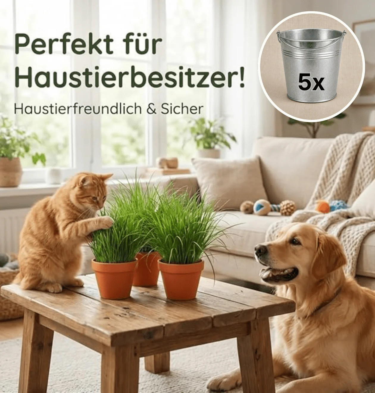 Katzengras + 5x Zinktopf | 5er-Set | Cyperus zumula | ca. 20-30 cm | Ø 12-15 cm Topf - Image 2
