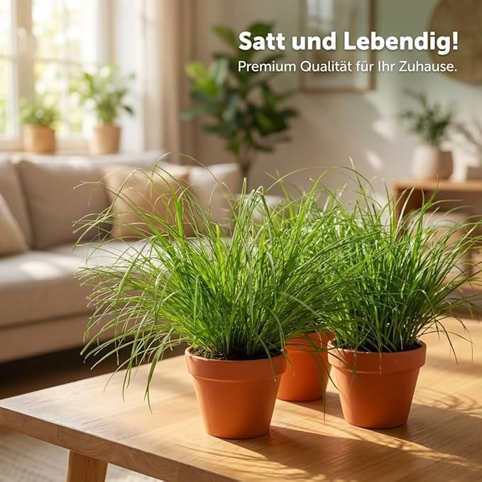 Katzengras + 7x Zinktopf | 7er-Set | Cyperus zumula | ca. 20-30 cm | Ø 12-15 cm Topf - Image 4