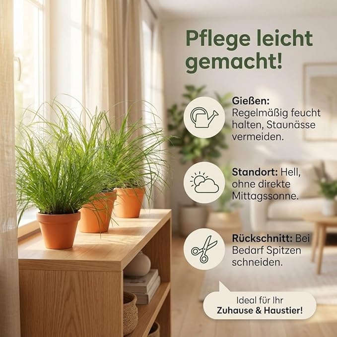 Katzengras + 7x Zinktopf | 7er-Set | Cyperus zumula | ca. 20-30 cm | Ø 12-15 cm Topf - Image 6