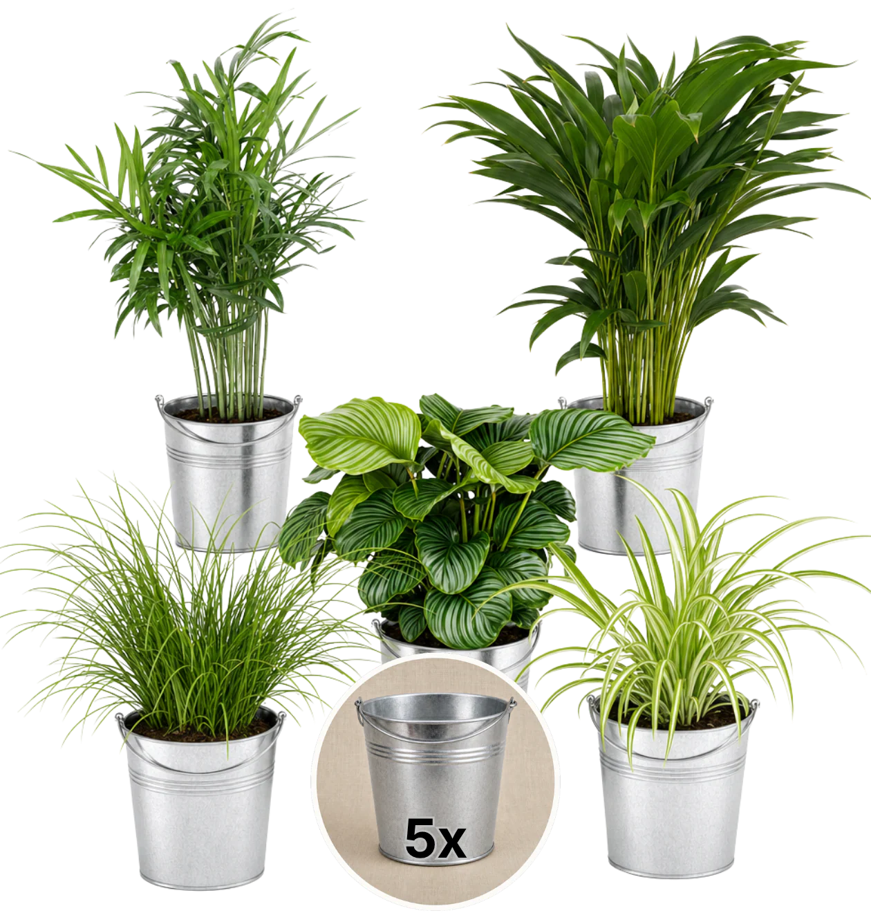 “Katzenliebhaber” Pflanzenset + 5x Zinktopf | 5er-Set | ca. 30-45 cm | Ø 12-15 cm Topf