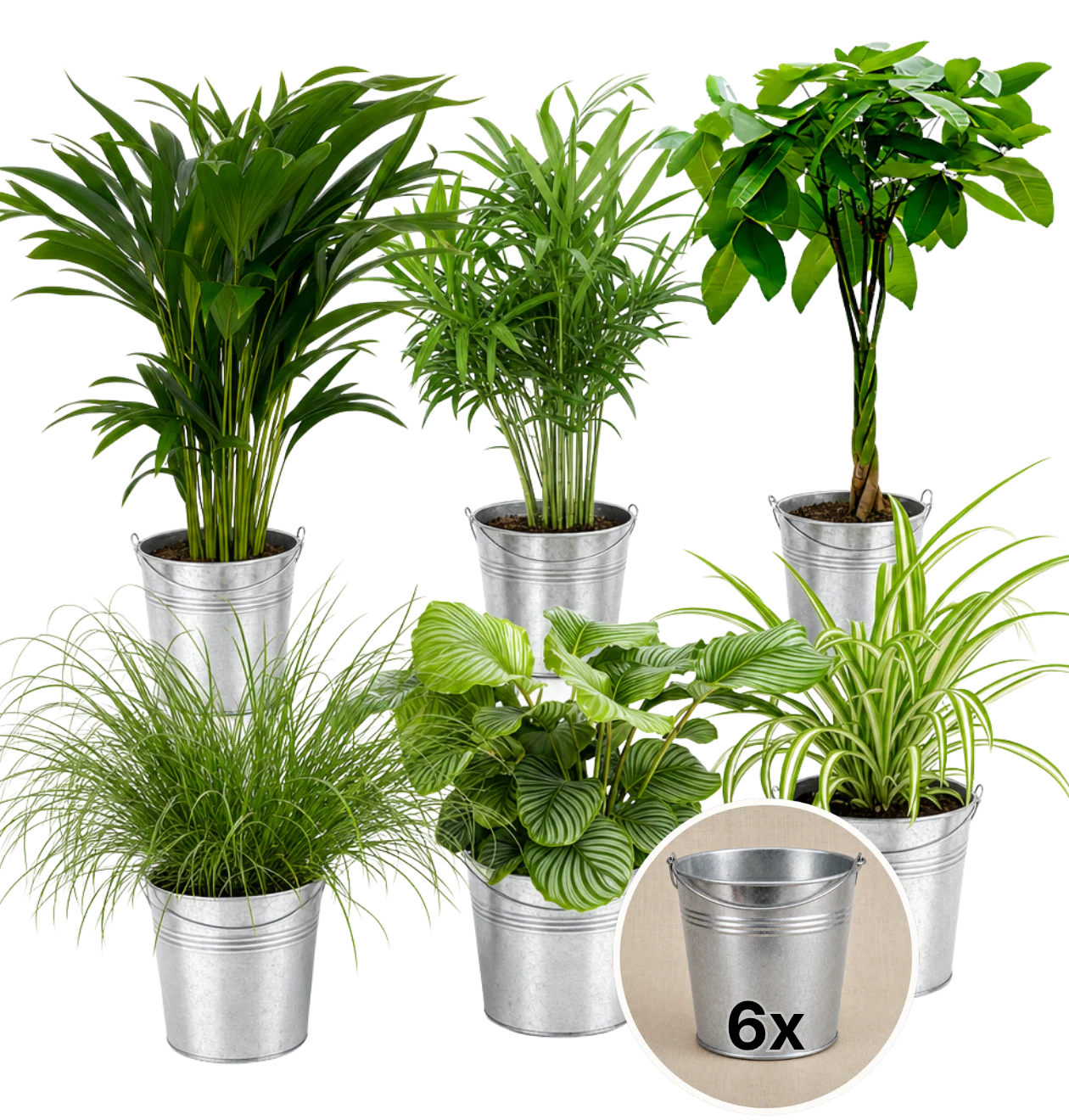 “Katzenliebhaber” Pflanzenset + 6x Zinktopf | 6er-Set | ca. 30-45 cm | Ø 12-15 cm Topf