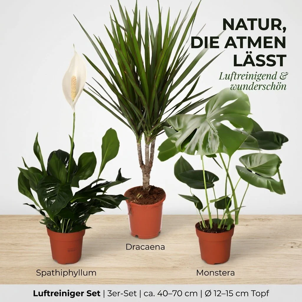 “Luftreiniger” Pflanzen-Set + 3x Zinktopf | 3er-Set | ca. 40-70 cm | Ø 12-15 cm Topf - Image 3
