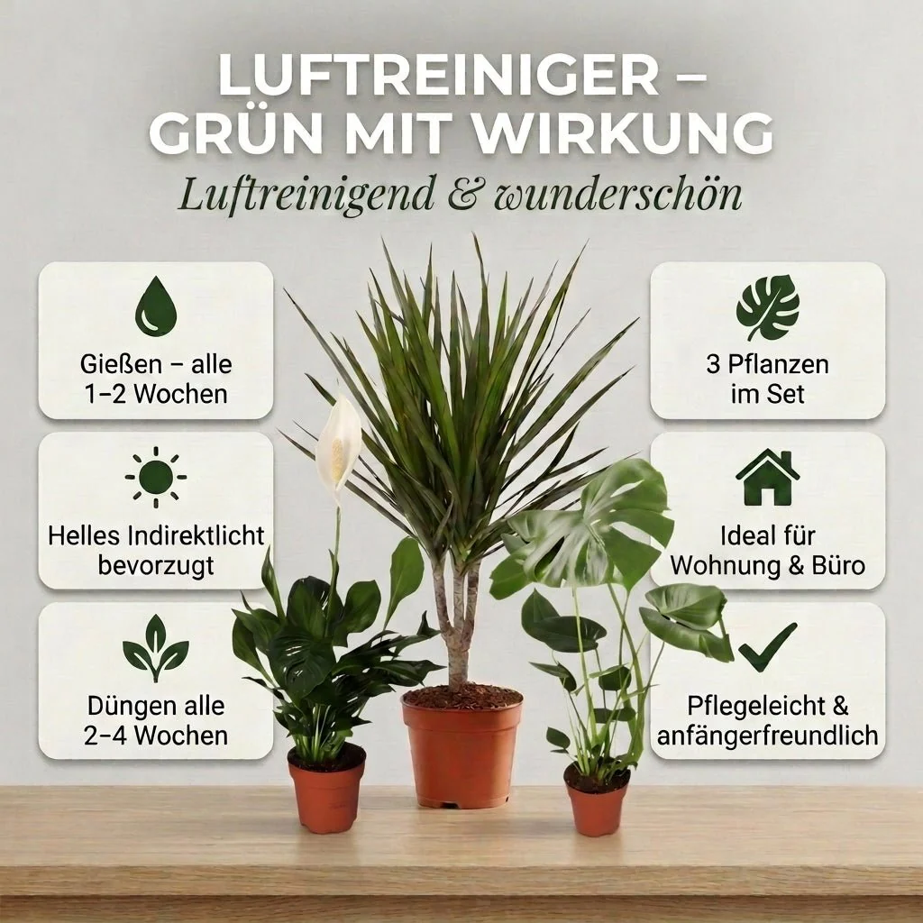 “Luftreiniger” Pflanzen-Set + 3x Zinktopf | 3er-Set | ca. 40-70 cm | Ø 12-15 cm Topf - Image 4
