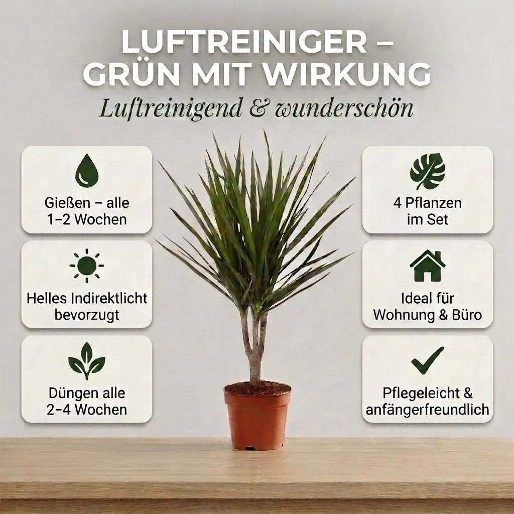 “Luftreiniger” Pflanzen-Set + 4x Zinktopf | 4er-Set | ca. 40-70 cm | Ø 12-15 cm Topf - Image 5