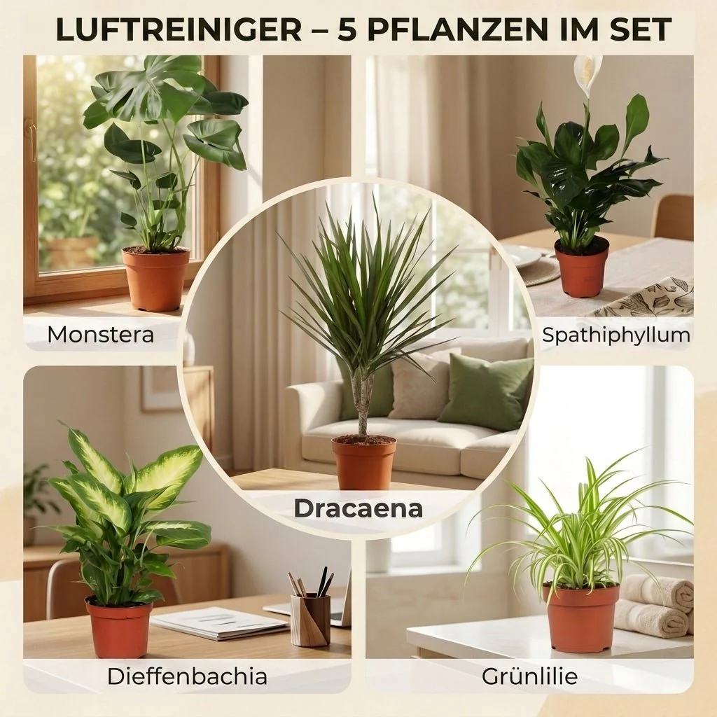 “Luftreiniger” Pflanzen-Set + 5x Zinktopf | 5er-Set | ca. 40-70 cm | Ø 12-15 cm Topf - Image 4