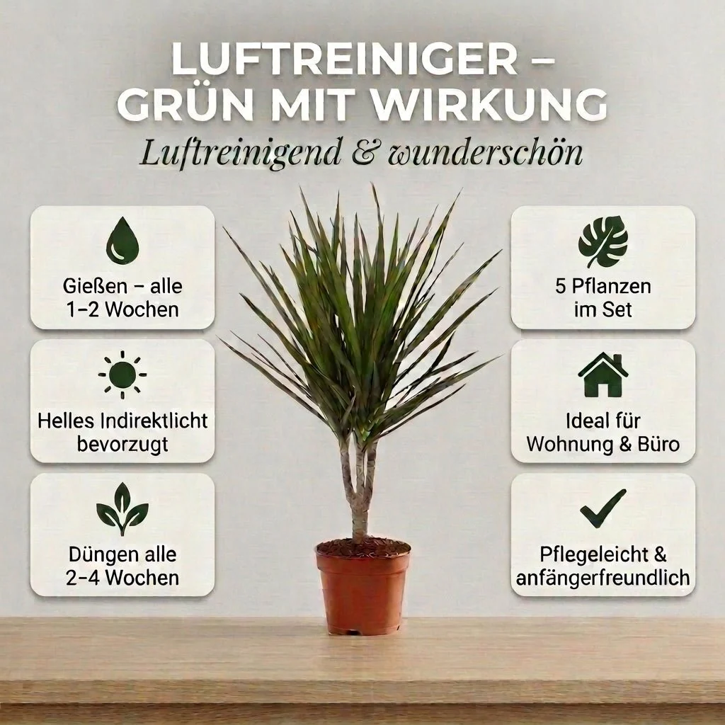 “Luftreiniger” Pflanzen-Set + 5x Zinktopf | 5er-Set | ca. 40-70 cm | Ø 12-15 cm Topf - Image 5