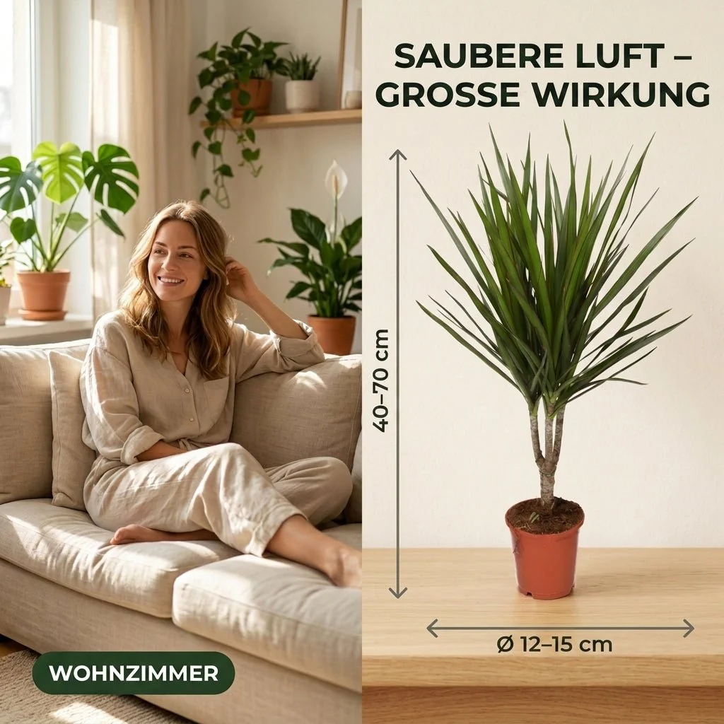 “Luftreiniger” Pflanzen-Set + 5x Zinktopf | 5er-Set | ca. 40-70 cm | Ø 12-15 cm Topf - Image 6