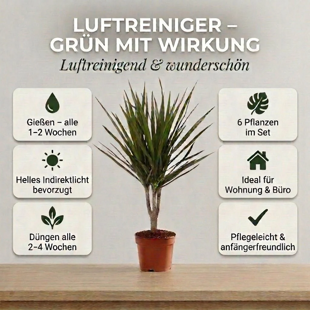 “Luftreiniger” Pflanzen-Set + 6x Zinktopf | 6er-Set | ca. 40-70 cm | Ø 12-15 cm Topf - Image 5