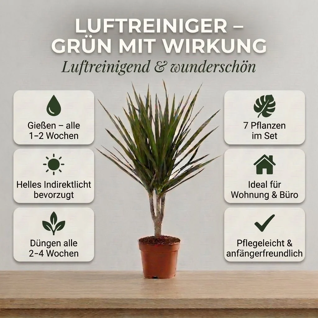 “Luftreiniger” Pflanzen-Set + 7x Zinktopf | 7er-Set | ca. 30-70 cm | Ø 12-15 cm Topf - Image 4