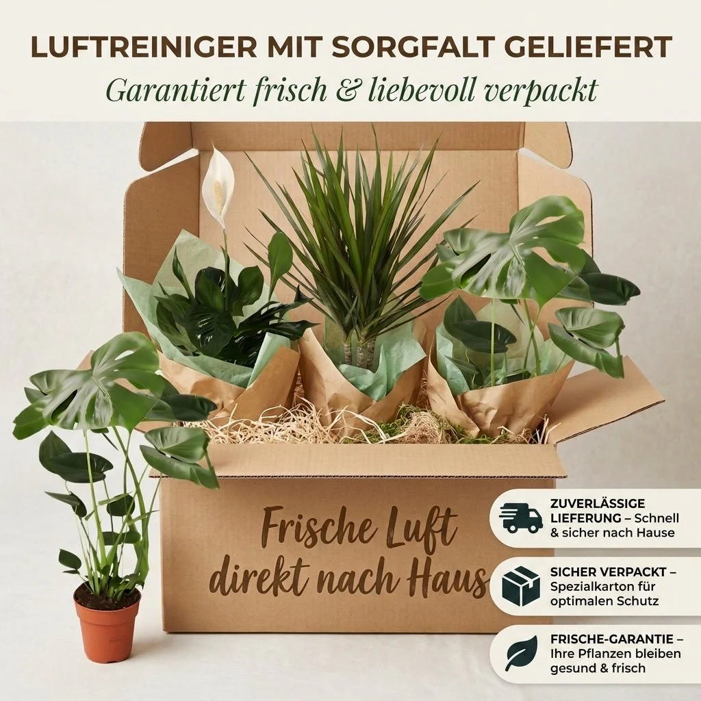 “Luftreiniger” Pflanzen-Set + 7x Zinktopf | 7er-Set | ca. 30-70 cm | Ø 12-15 cm Topf - Image 7