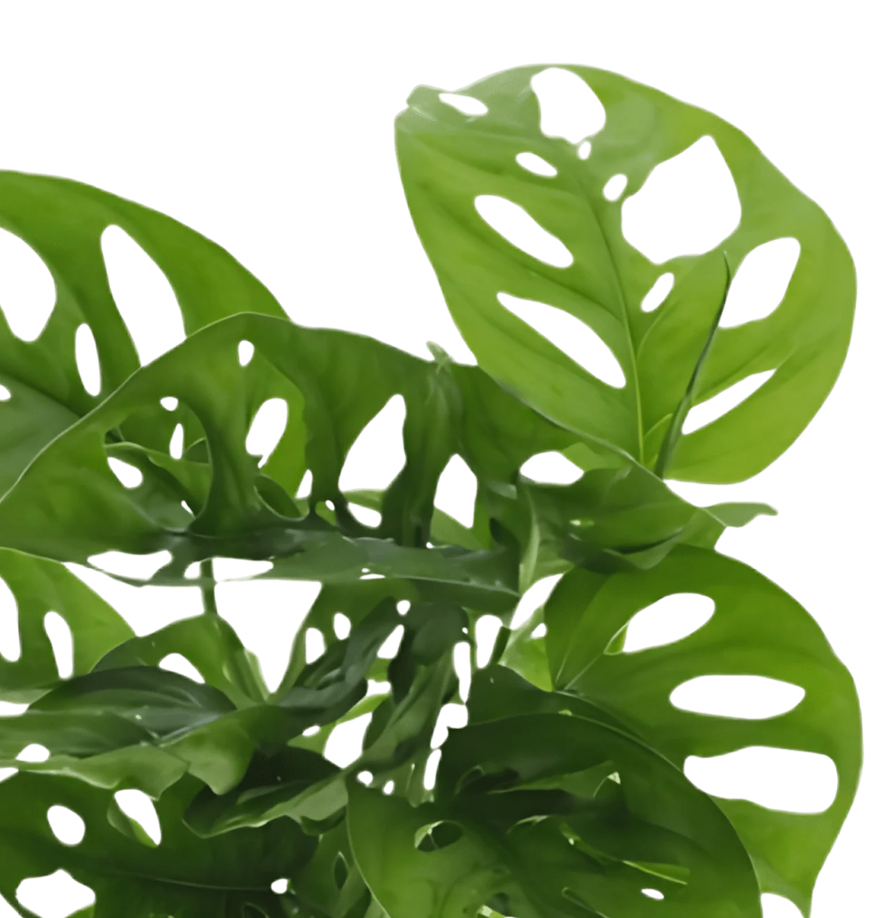 Monstera adansonii | 3er-Set | Monkey Leaf | ca. 25-30 cm | Ø 12-15 cm Topf - Image 3