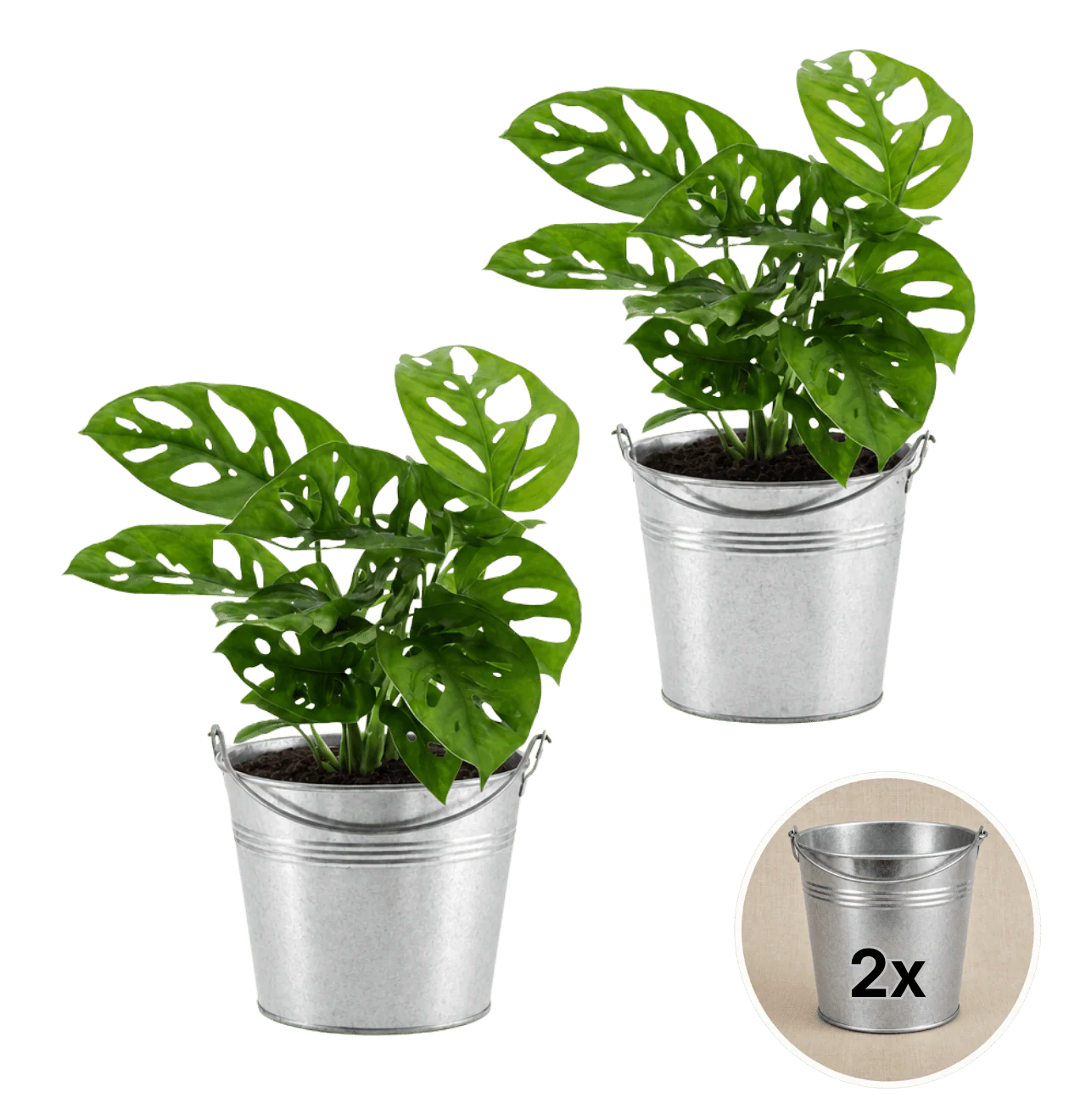 Monstera adansonii + 2x Zinktopf | 2er-Set | Monkey Leaf | ca. 25-30 cm | Ø 12-15 cm Topf