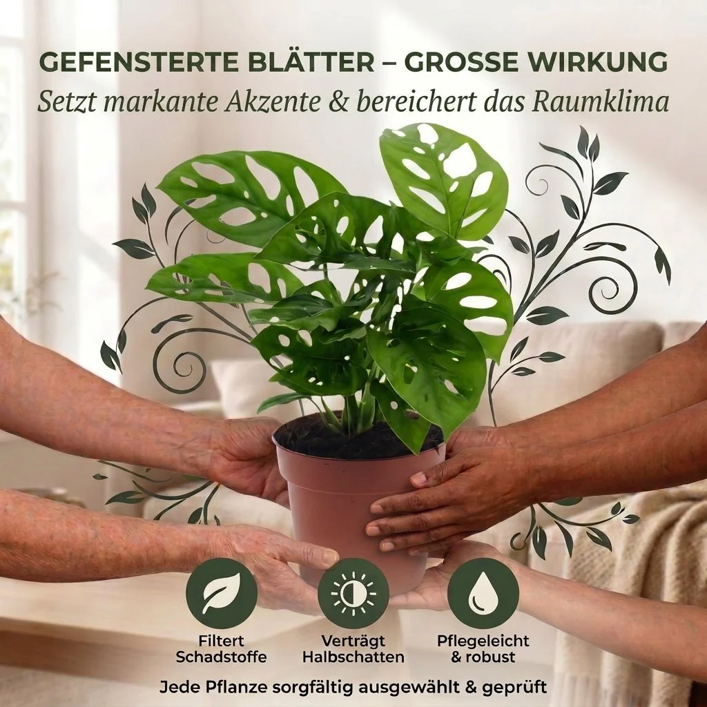 Monstera adansonii + 2x Zinktopf | 2er-Set | Monkey Leaf | ca. 25-30 cm | Ø 12-15 cm Topf - Image 5