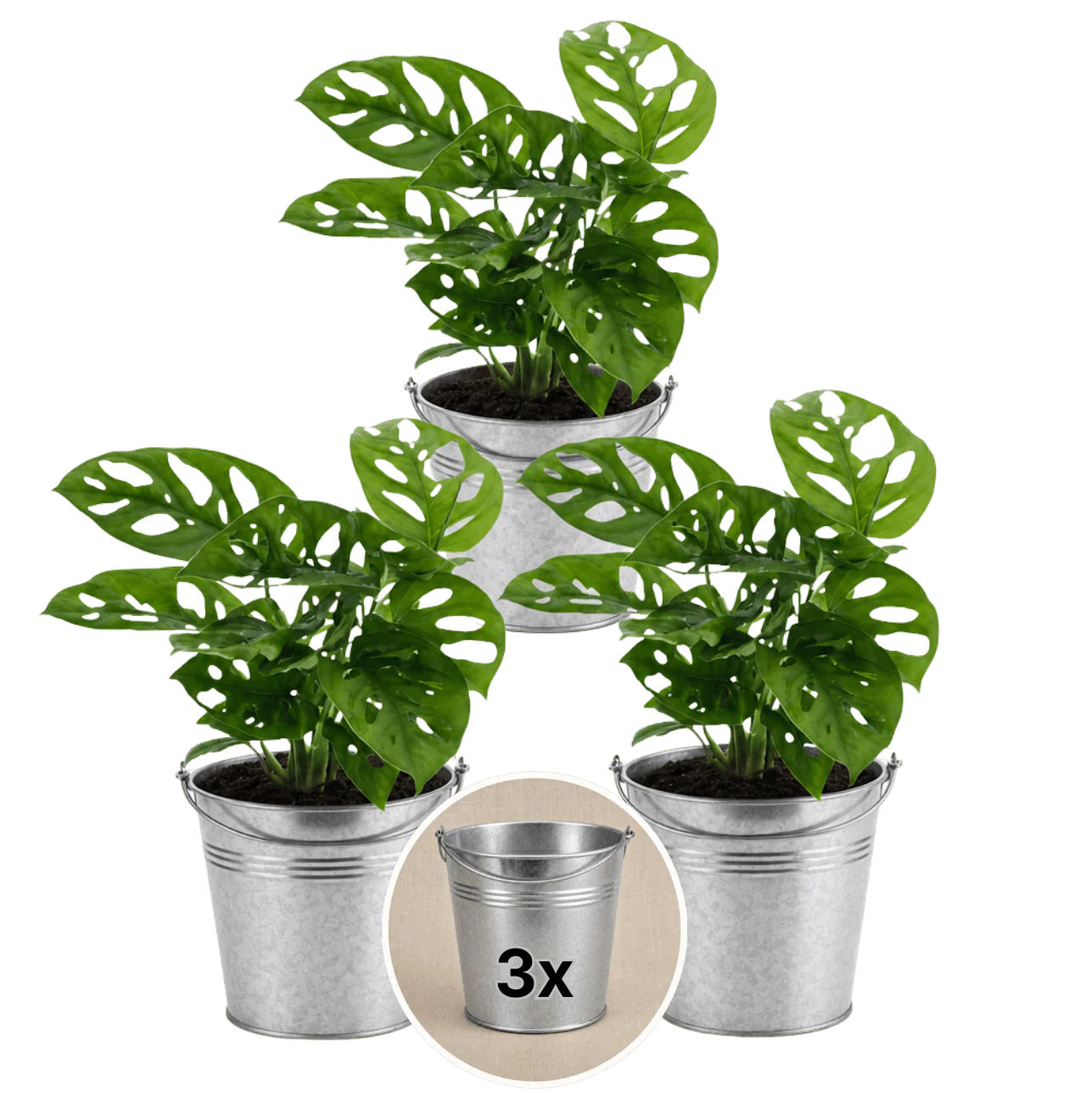 Monstera adansonii + 3x Zinktopf | 3er-Set | Monkey Leaf | ca. 25-30 cm | Ø 12-15 cm Topf