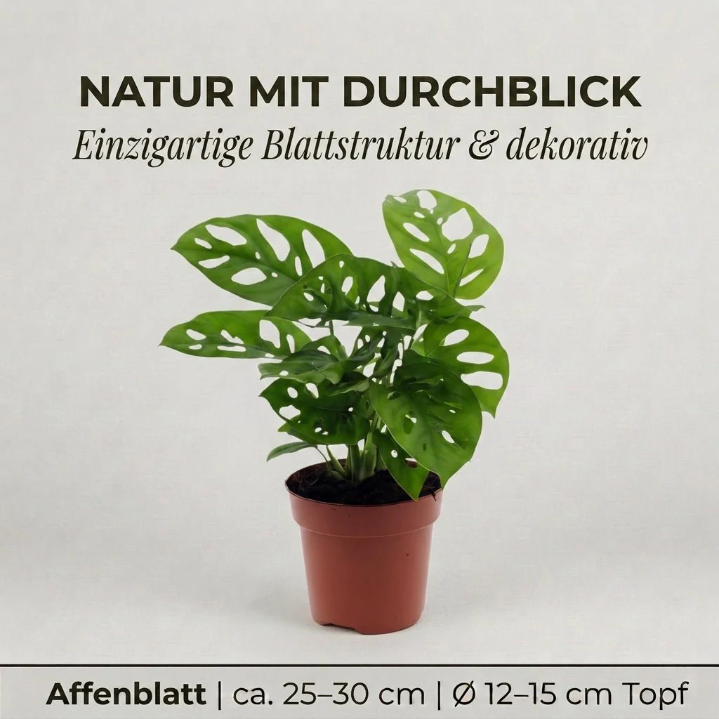 Monstera adansonii + 4x Zinktopf | 4er-Set | Monkey Leaf | ca. 25-30 cm | Ø 12-15 cm Topf - Image 3