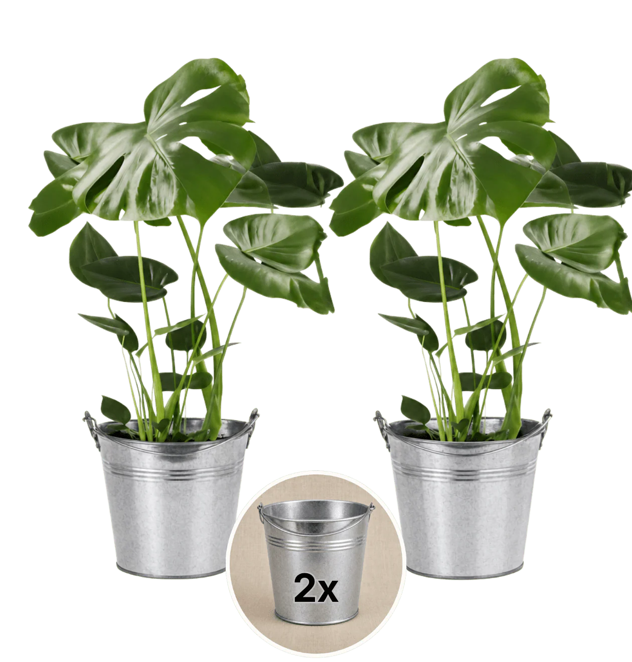 Monstera deliciosa + 2x Zinktopf | 2er-Set | Fensterblatt | ca. 55-70 cm | Ø 12-15 cm Topf