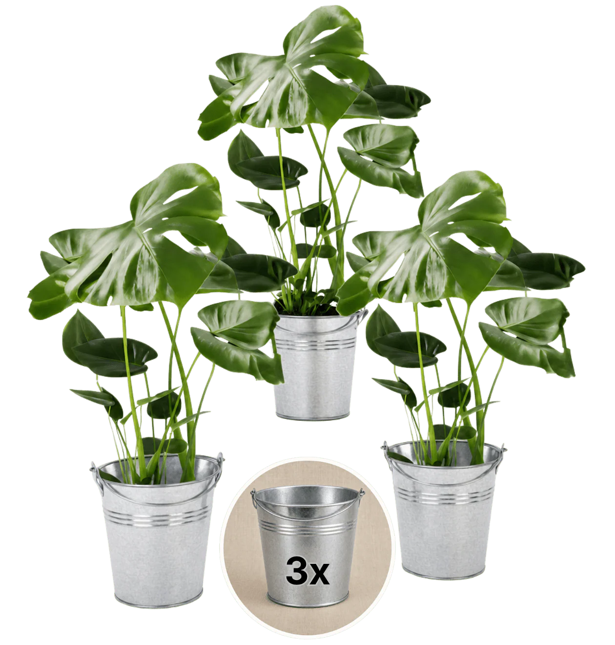 Monstera deliciosa + 3x Zinktopf | 3er-Set | Fensterblatt | ca. 55-70 cm | Ø 12-15 cm Topf