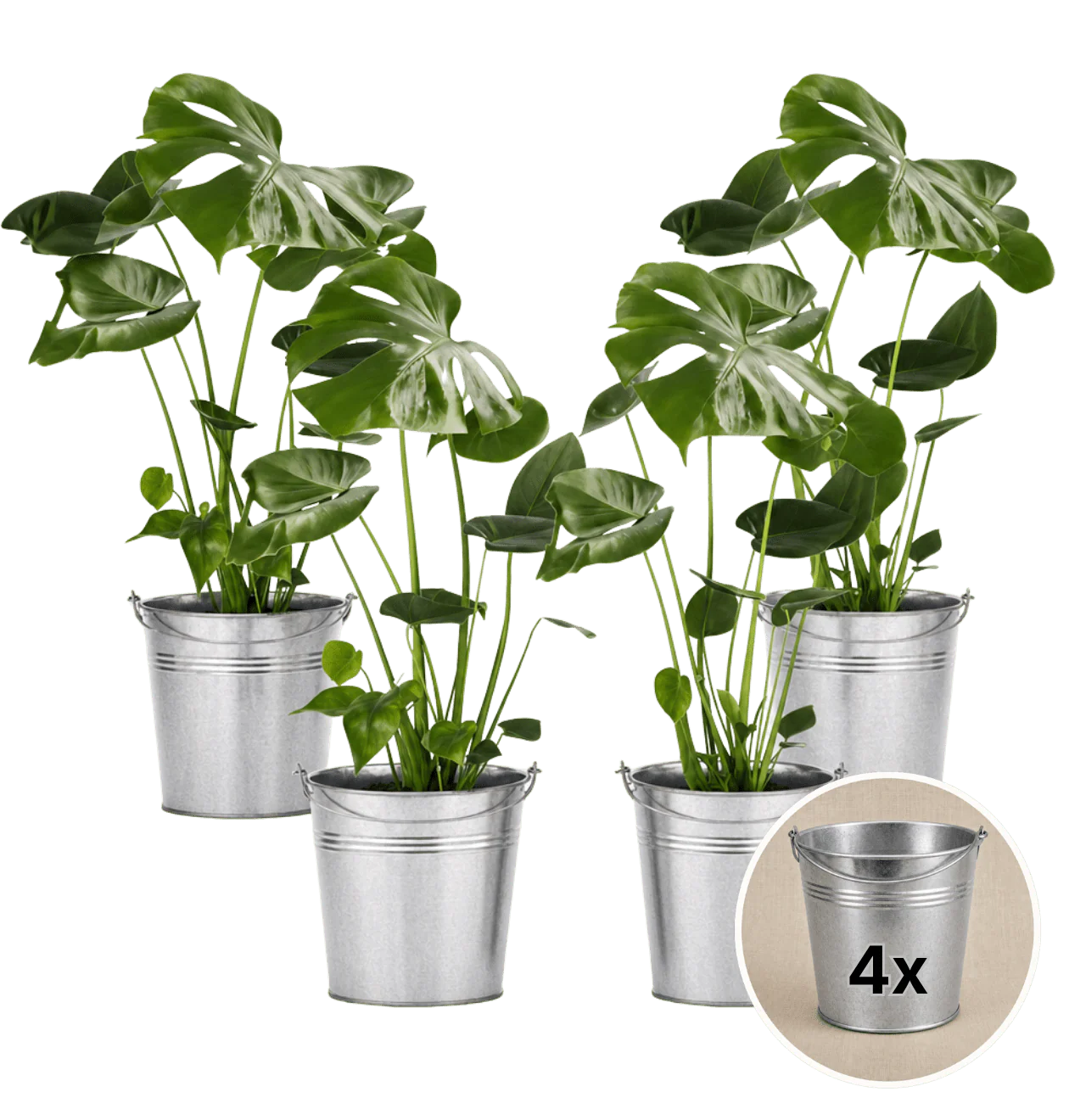Monstera deliciosa + 4x Zinktopf | 4er-Set | Fensterblatt | ca. 55-70 cm | Ø 12-15 cm Topf