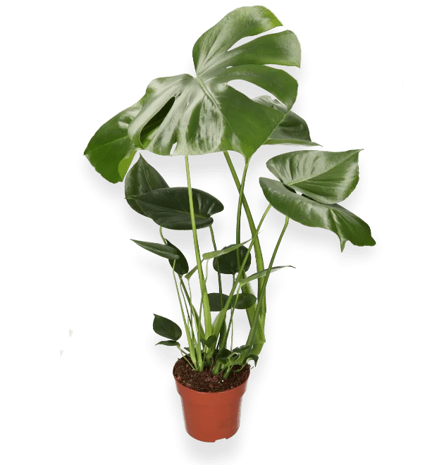 Monstera | “Deliciosa” | +/- 55-65cm | ø 12-15cm Topf