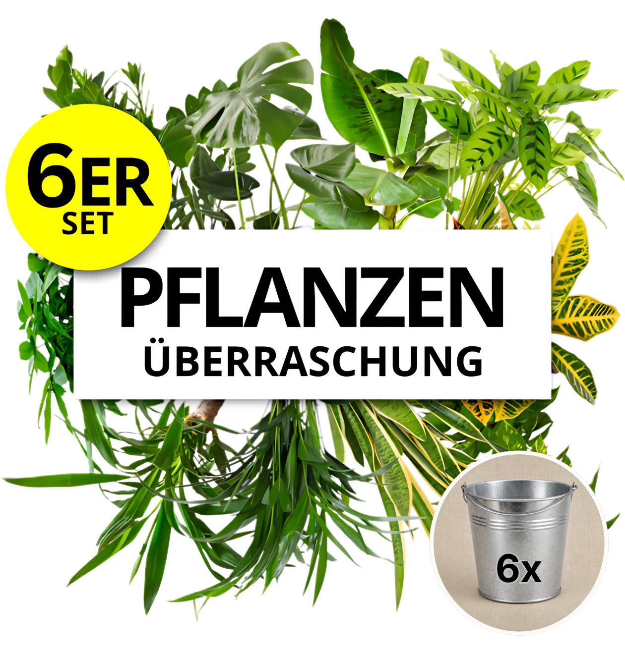 Pflanzenüberraschung + 6x Zinktopf | 6er-Set | ca. 30-70 cm | Ø 12-15 cm Topf