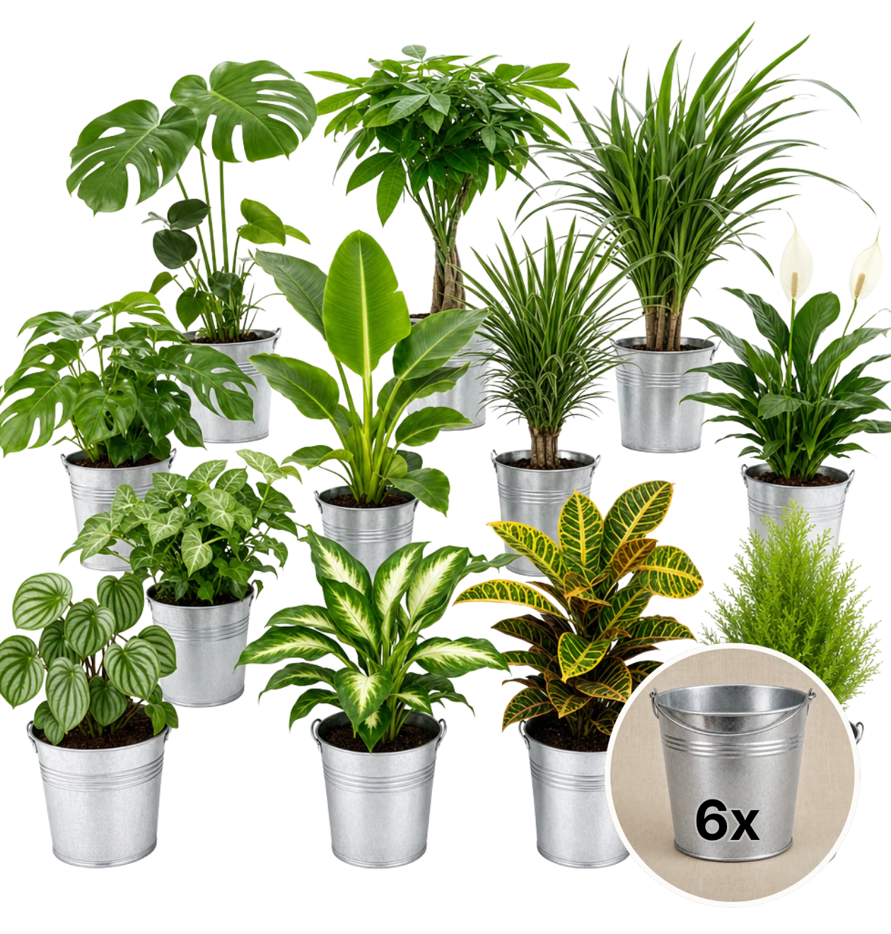 Pflanzenüberraschung + 6x Zinktopf | 6er-Set | ca. 30-70 cm | Ø 12-15 cm Topf - Image 2