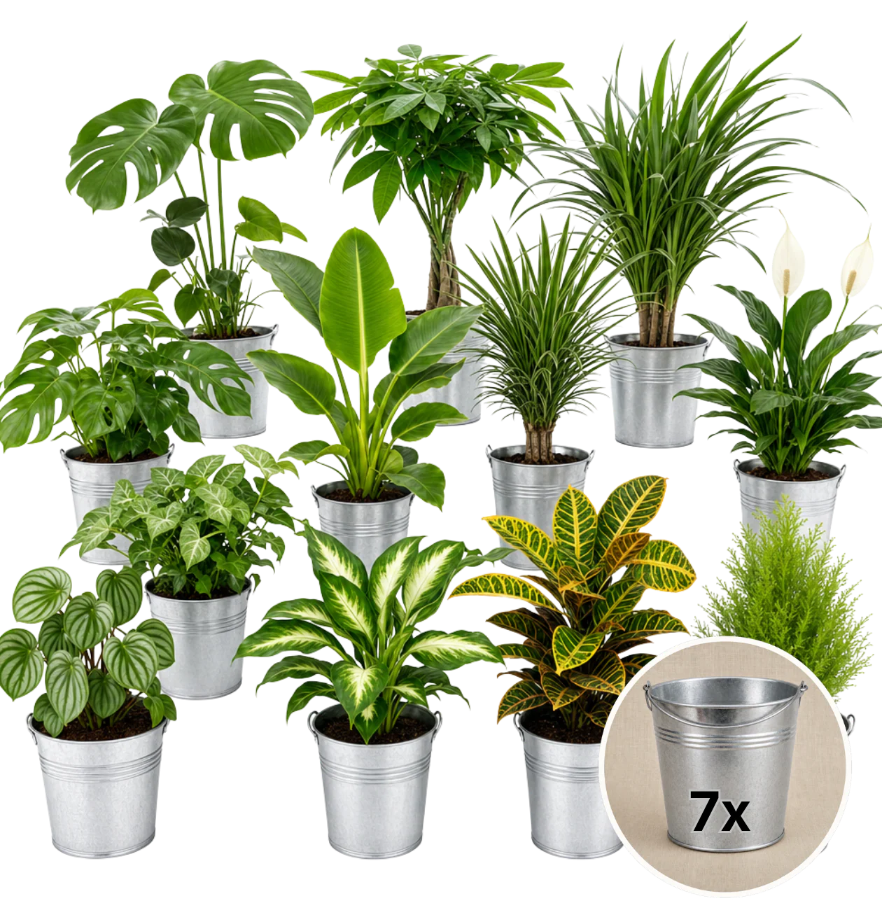 Pflanzenüberraschung + 7x Zinktopf | 7er-Set | ca. 30-70 cm | Ø 12-15 cm Topf - Image 2