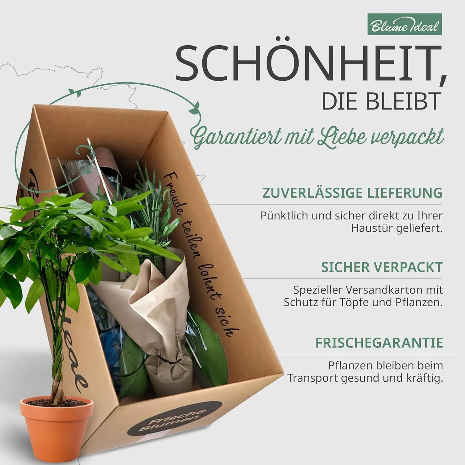 Pflanzenüberraschung + 7x Zinktopf | 7er-Set | ca. 30-70 cm | Ø 12-15 cm Topf - Image 7
