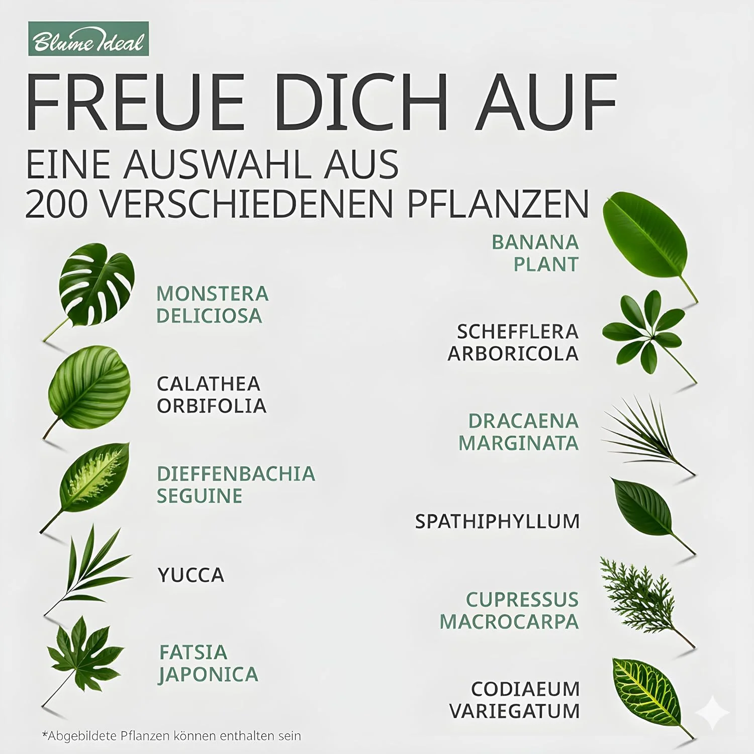 Pflanzenüberraschung + 8x Zinktopf | 8er-Set | ca. 30-70 cm | Ø 12-15 cm Topf - Image 3