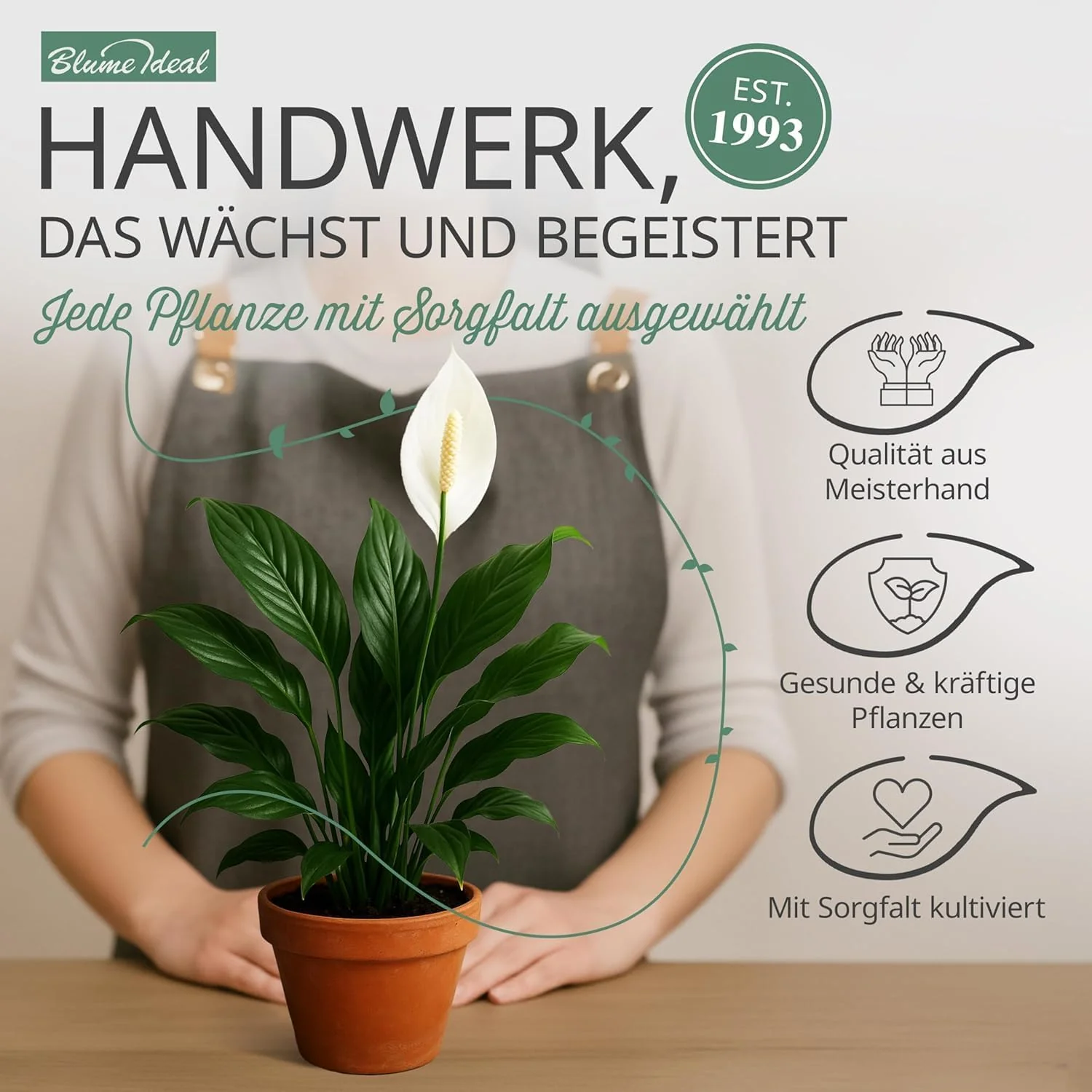 Pflanzenüberraschung + 8x Zinktopf | 8er-Set | ca. 30-70 cm | Ø 12-15 cm Topf - Image 4