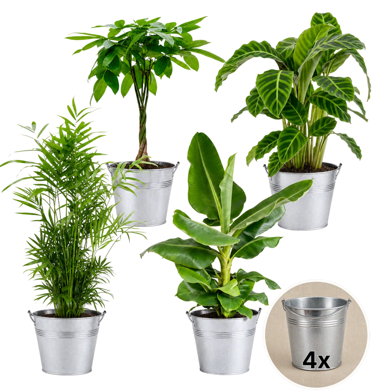 “Tierfreund” Pflanzen-Set + 4x Zinktopf | 4er-Set | ca. 30-60 cm | Ø 12-15 cm Topf