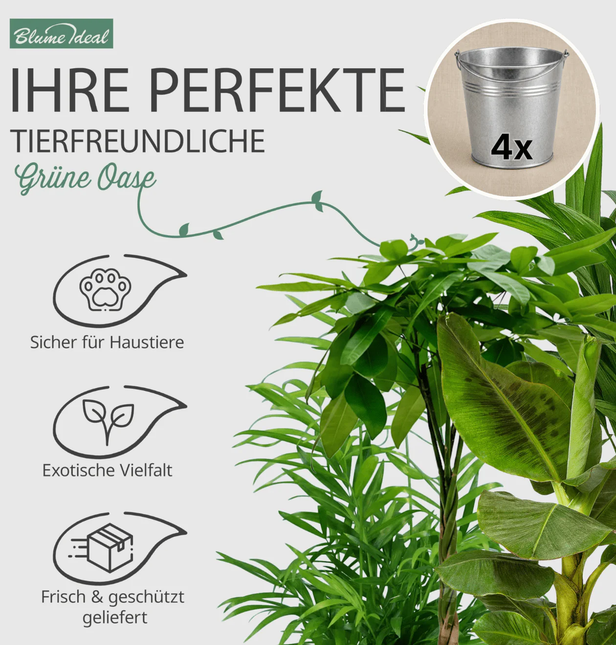 “Tierfreund” Pflanzen-Set + 4x Zinktopf | 4er-Set | ca. 30-60 cm | Ø 12-15 cm Topf - Image 2